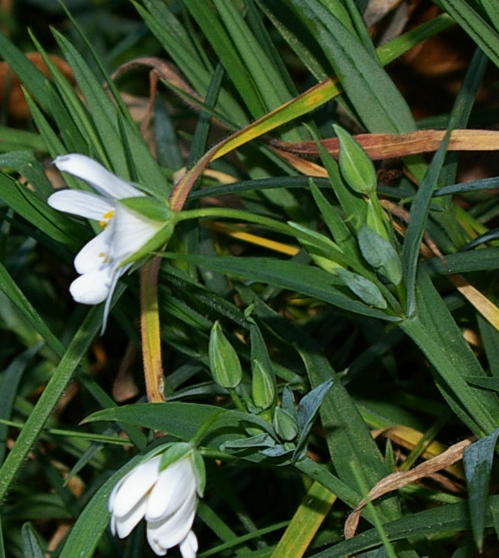 Rabelera holostea (=Stellaria holostea) / Centocchio garofanina